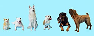 How Dogs Got Their Shapes (2016)